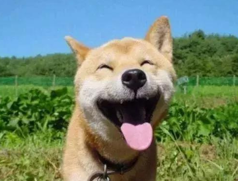 缺爱就该养金毛？不同性格的人最适合养的6种狗，快看你是哪一种