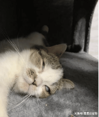 当猫盯着人吃东西时，它在想什么？