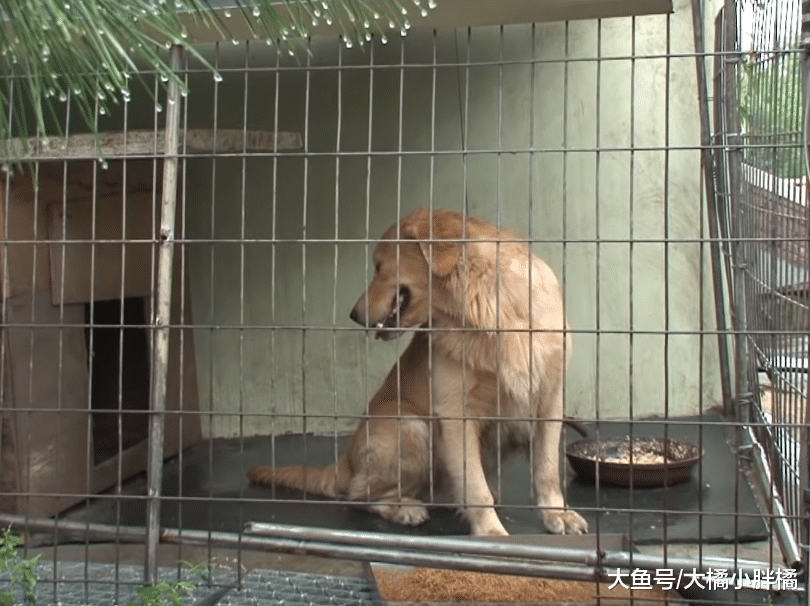 橘猫喜欢调皮金毛，可金毛总是“欺负”它，它的反应太不像猫了