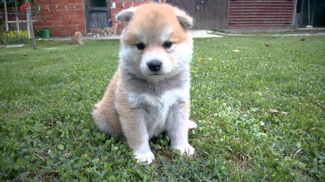 寵物店半價促銷秋田犬，這是店家送福利？不，這是過度繁殖的惡果