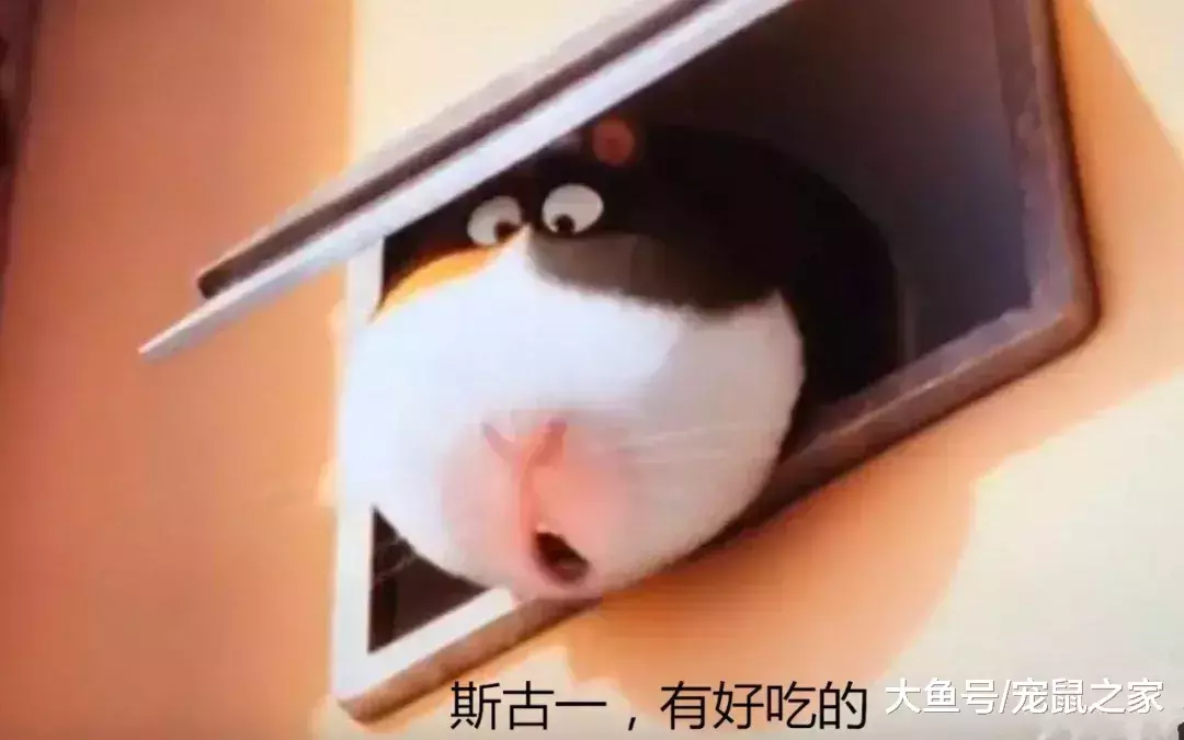 啥叫荷蘭豬？吃你的，喝你的，還死命使喚你