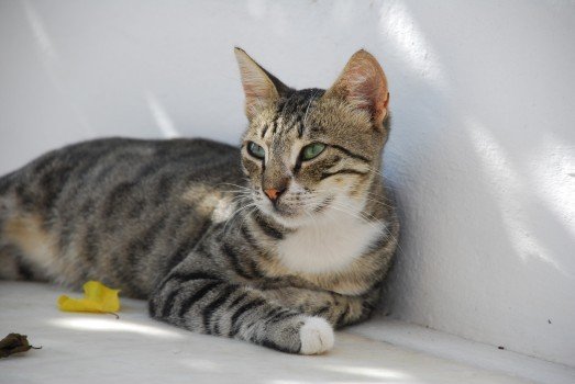 铲屎官要注意了：猫软便腹泻是为何，小问题可能隐藏大麻烦