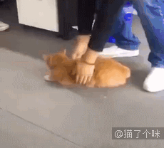 宜宾地震，他们不仅自己逃生，还带上了家里的猫