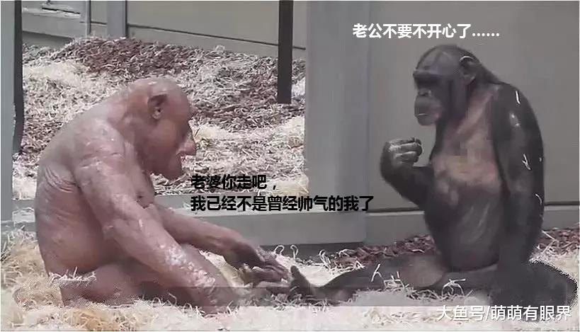 公猩猩患皮肤病全身脱毛，母猩猩接下来的动作：哇，甜到酥的真爱！