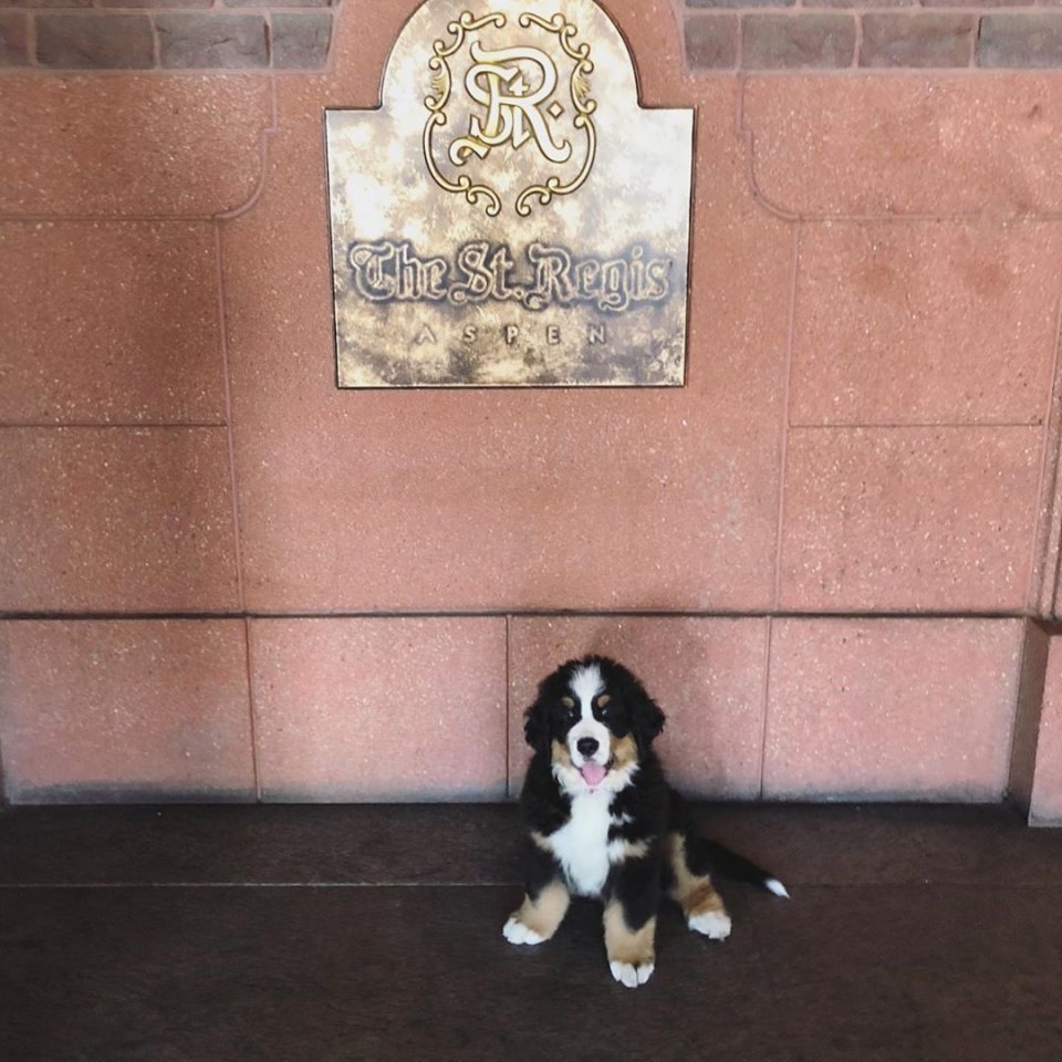 毛茸茸的狗子做酒店大堂经理，它专职拥抱顾客：欢迎光临哦！