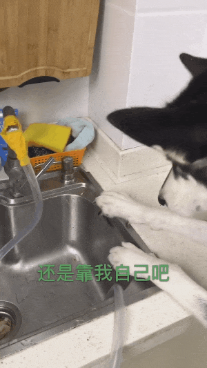 家中着火, 二哈跑厨房拿水管灭火, 网友: 二哈不傻呀