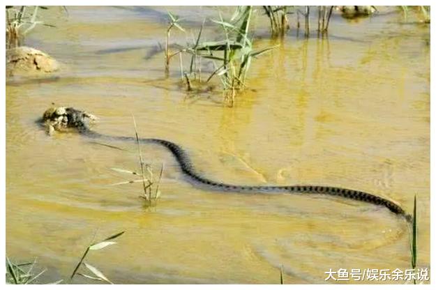 两只蟾蜍在河边幽会，身后一条蛇张开了大嘴，下一秒悲剧了