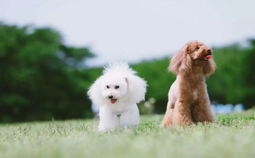 每日一宠：贵宾犬