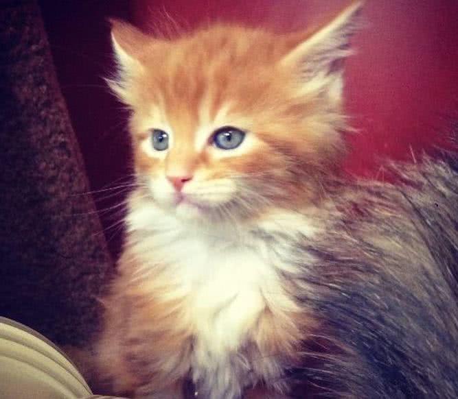 本想养个小可爱，没想到，这货居然破了吉尼斯世界纪录！