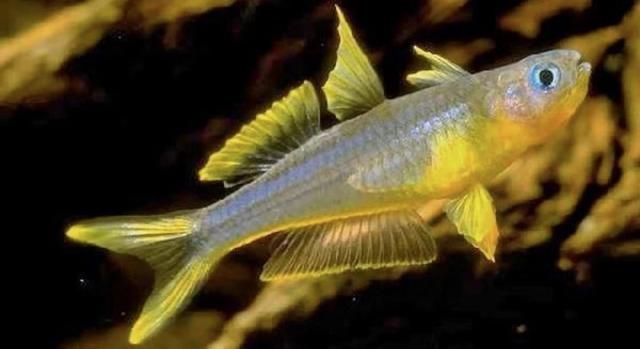 小型观赏鱼：霓虹燕子