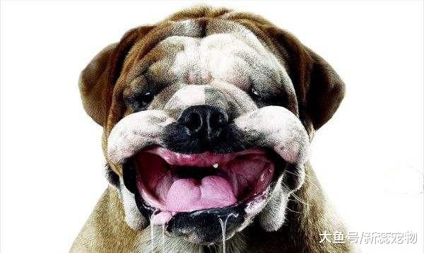 养狗的注意了！如果狗狗出现这4个信号，很可能是患上了狂犬病