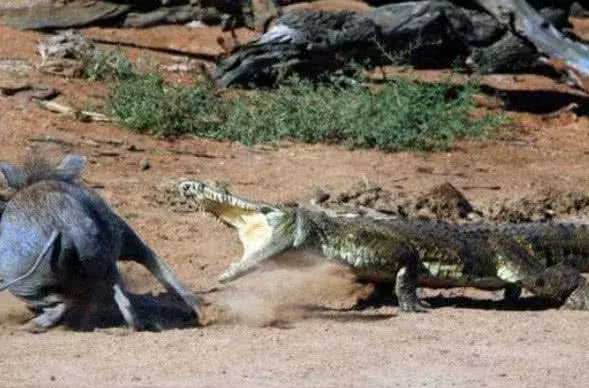 疣猪太嚣张竟敢拦鳄鱼的路, 鳄鱼一张嘴吓得它撒腿就跑!