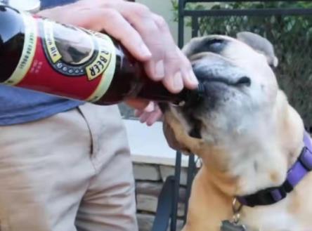 主人给二哈灌“茅台”，看到狗子喝醉的样子，网友：胆子更大了！