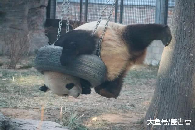 秋千被大熊貓玩出新高度，玩法笑翻一片游客：難怪會成為保護動物