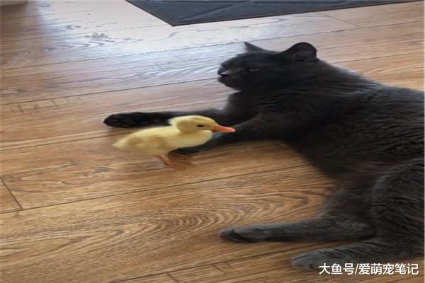 网友带回家一只小鸭子，结果英短蓝猫把它当成玩偶，被无情碾压！