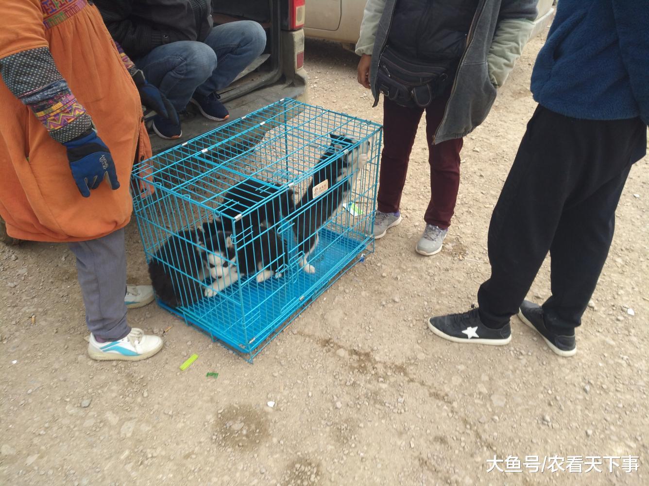 饲养场商贩出售最后一窝幼犬, 称卖完就转行做其他生意了!