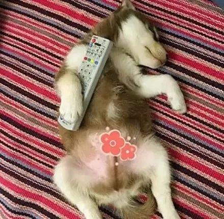 網友高價買了只哈士奇，結果每天都活在崩潰中......