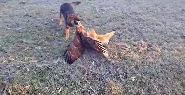 小伙养猫头鹰做宠物，这天它捕到的猎物是个“大家伙”