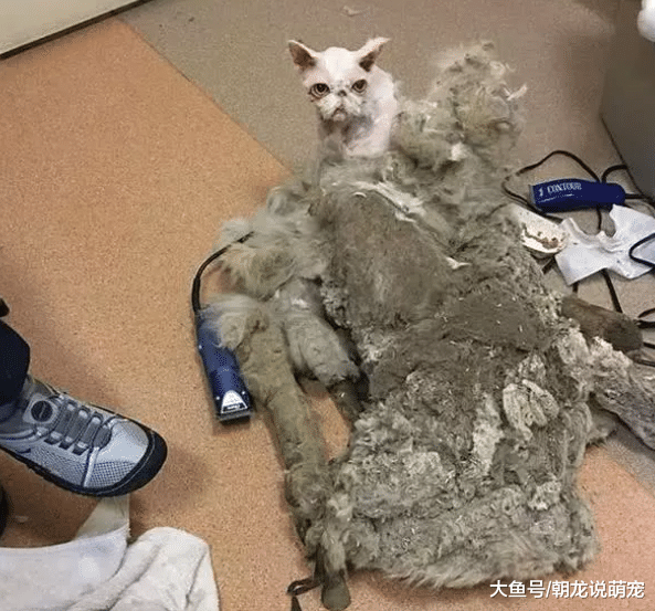 老人因不能自理，半年没有管自己的猫咪，再次看到它时瞬间愣了！