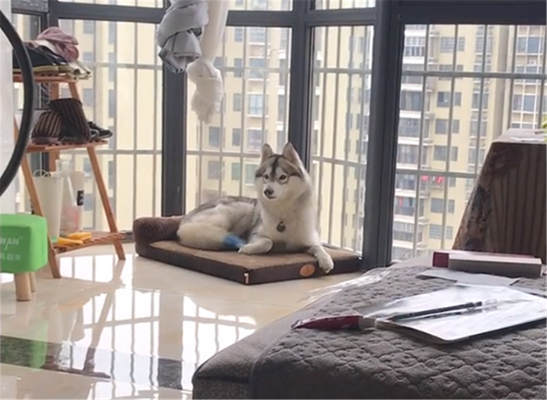 二哈监督儿子写作业，在桌前拱来拱去，儿子：严重拉低作业速度…