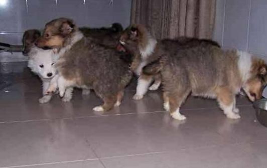 哈士奇下乡“祸祸”邻家母狗，结果一群高颜值的妖孽大家抢着要！