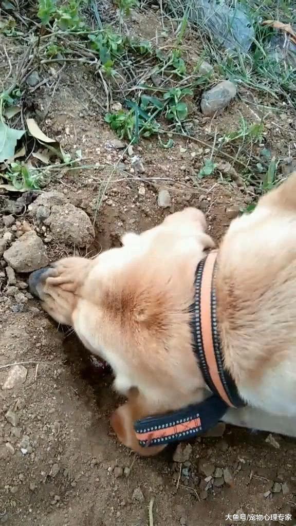 拉布拉多在田里拼命扒土，男子刚想去教训它，看清后眼前一亮