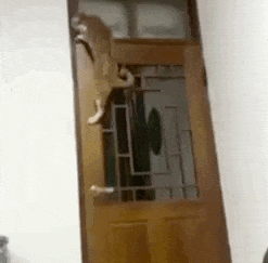 我家貓成精這件事，怕是瞞不住了