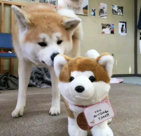 宠物咖啡店等火爆的背后, 是猫咪和狗子们积蓄已久的精神压力...