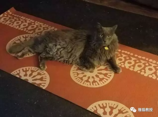 猫咪散步回家身上带了张纸条，主人打开一看就忍不住笑了