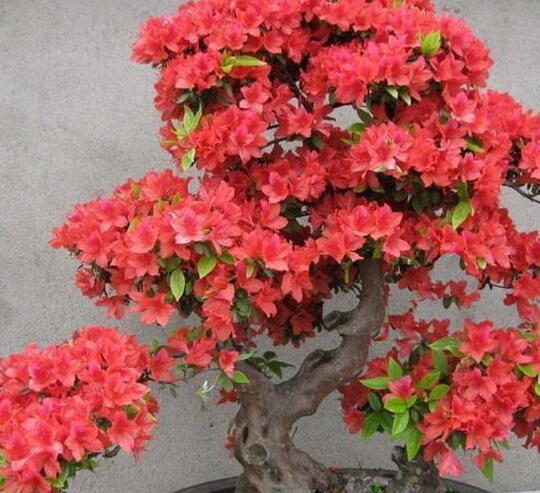 养杜鹃花，“4个小细节”别忽略，花苞繁多，枝叶茂盛，开成花球