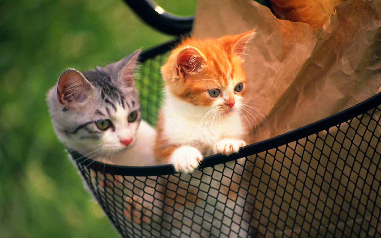 猫咪上厕所的“撩人”方式，你知道几个？