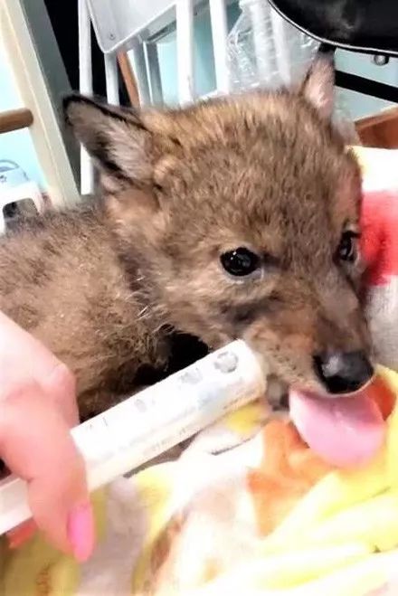 女子捡到一只流浪狗，第二天送医院检查，医生的话让她肠子都悔青！