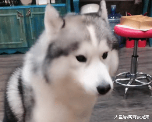 二哈地上打滚撒泼，正好奇原因时，当看到妹妹手里东西，笑毁了！