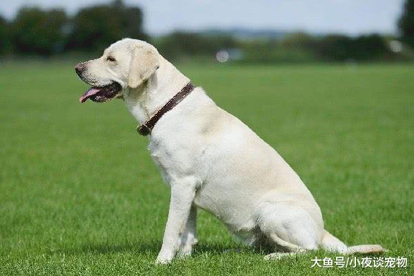 純種拉布拉多犬特征，拉布拉多純種多少錢一只