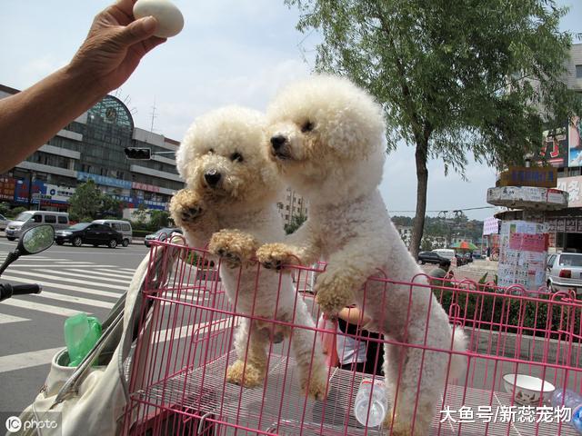 劝你不要这样养“比熊犬”，不然它的寿命至少短5年