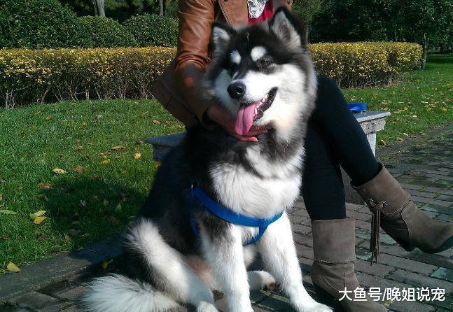 住小区的朋友们, 如果你想养只大型犬的话, 那得先看看这些知识