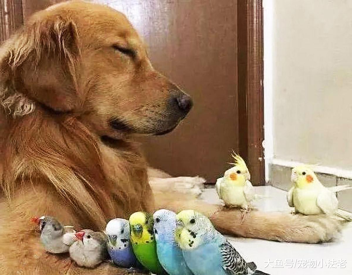 男子忘记将鹦鹉关好，担心狗狗将鹦鹉咬死，当他推开门时直接哭了