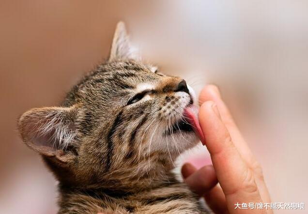 猫咪“真心爱你”的5个表现，如全中你就偷着乐吧！