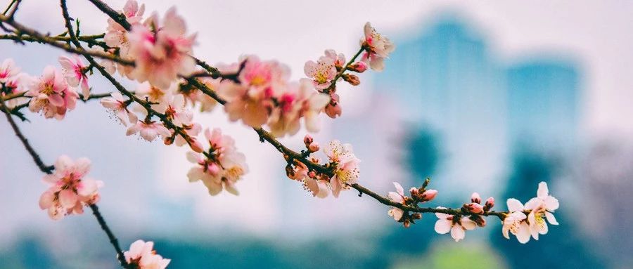 摄影技巧：三月初春，桃花盛开，怎么拍出好看桃花照片呢？