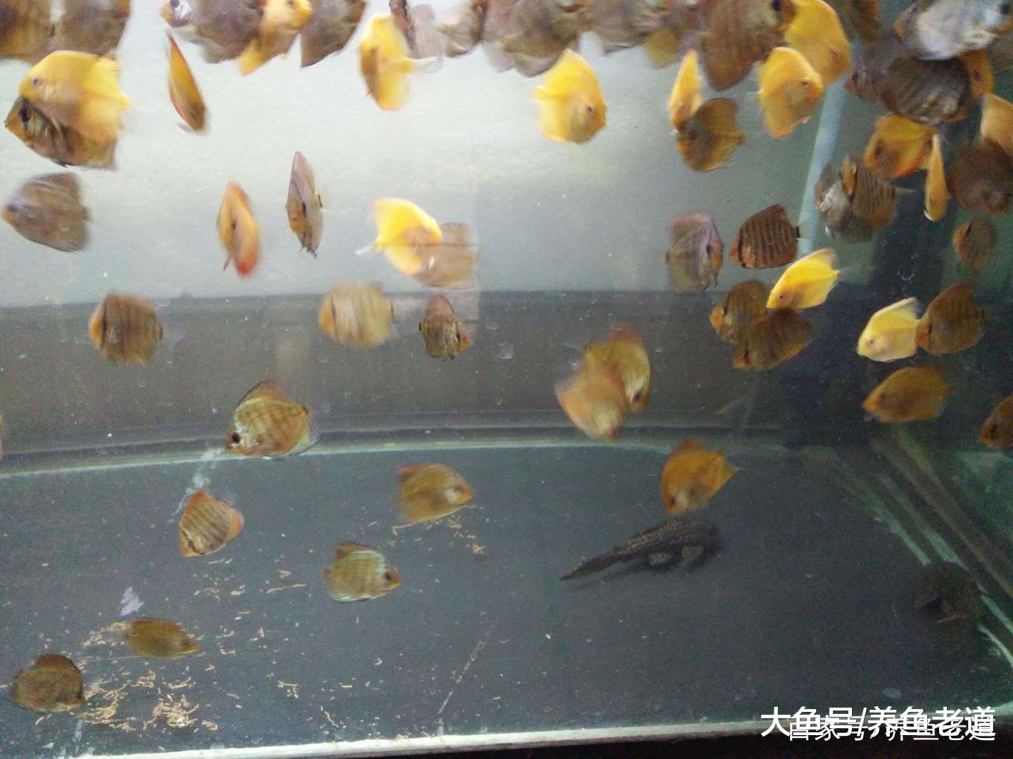 饲养观赏鱼, 鱼缸的循环系统和氧气供应最多可关闭多久?