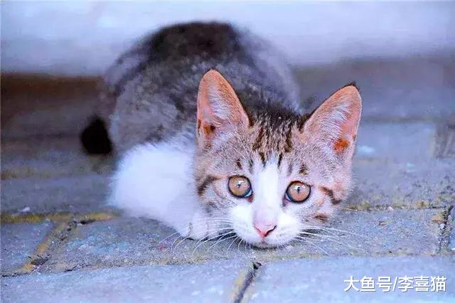 铲屎官最容易忽略的五点养猫常识，猫咪健康问题需从日常细节入手