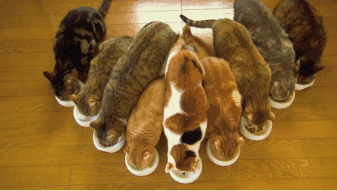 传说中的养猫大户人家, 一般人不敢想象...