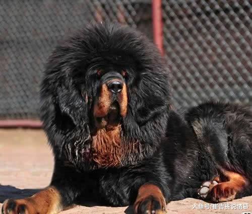 川藏线上最危险的动物，路上被咬后果严重，网友：扔零食赶紧逃走