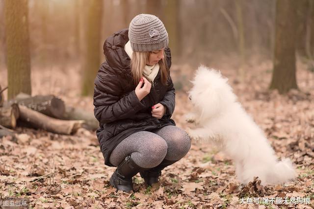 比熊犬别的技能可以不会，但这4项，一定要学会