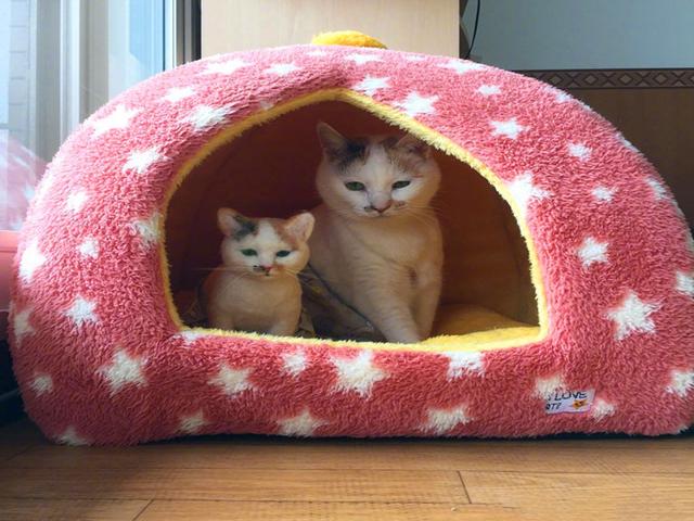 皮肤病流浪猫遇到善良新主人，为其换围裙帮助猫咪恢复皮肤健康！