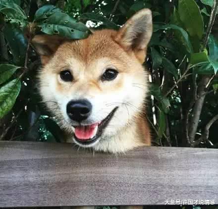 邻家二柴闻到香味就“一只狗头出墙来”，妹纸努力几周成功勾引