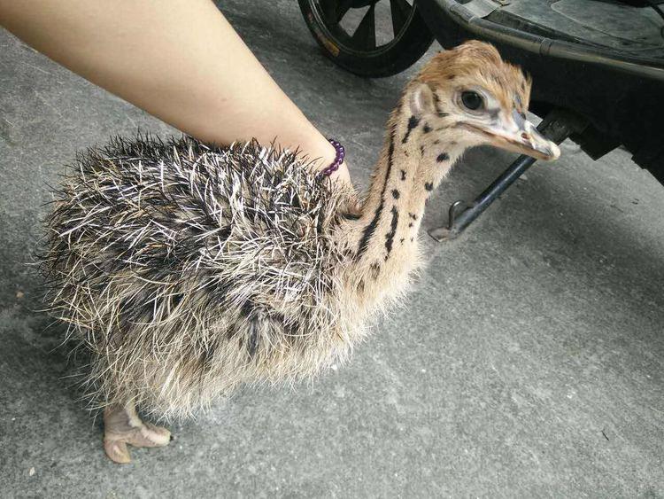 高速路上冒险救回两个小野鸭，越养个头越大，比他的儿子长得还快