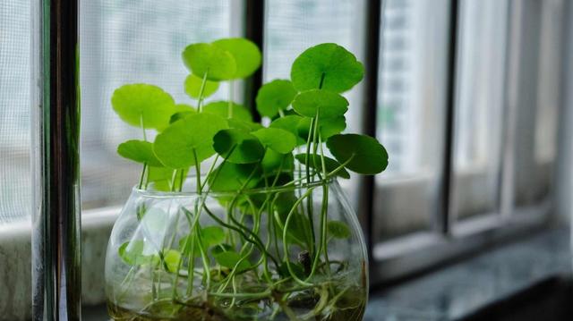 这几种花朵最喜欢淋雨，下雨别急着往家搬，养花人士要知道