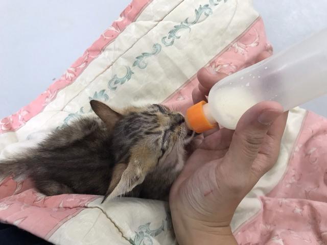 在路上遇到小奶猫, 该如何救助, 要记住停、看、听三大原则