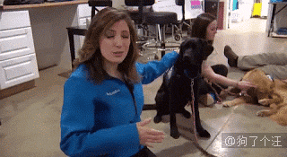 原来小狗狗扎辫子的时候是这样的